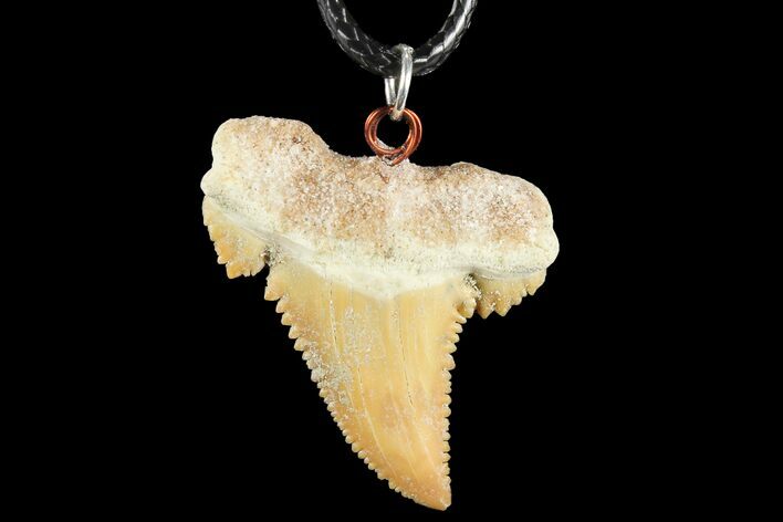 Fossil Shark (Palaeocarcharodon) Tooth Necklace -Morocco #110249